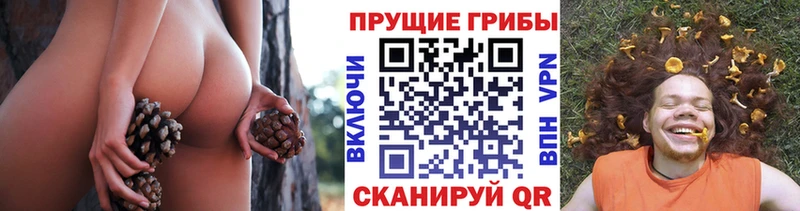 купить наркоту  Кораблино  Галлюциногенные грибы GOLDEN TEACHER 